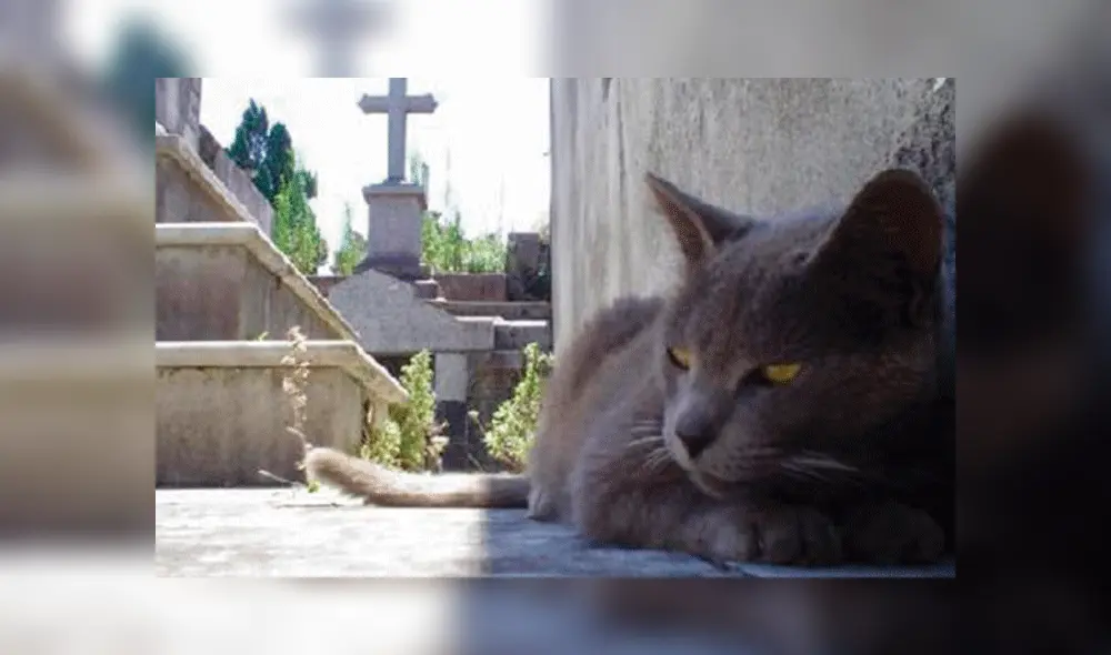 Gatos eran víctimas de constantes abusos.