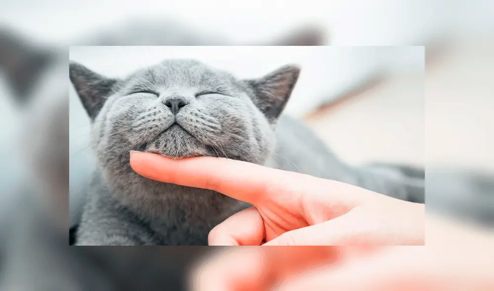 Perros y gatos: ¿cuál de las dos mascotas es la más fiel?