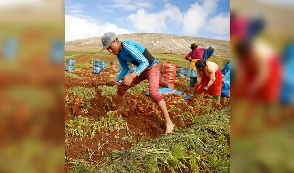 Sector agropecuario creció 5,3% en marzo del 2019