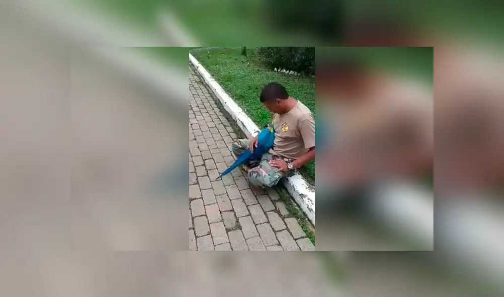 Desliza las imágenes para apreciar el emotivo comportamiento de un guacamayo al recibir unos mimos de su cuidador.