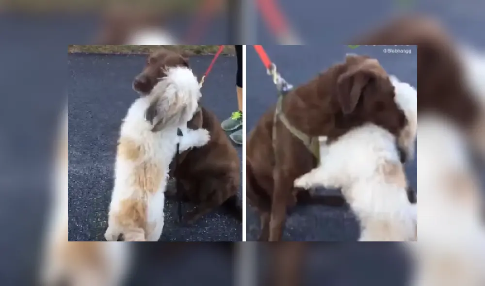 Desliza las imágenes para ver más detalles de esta tierna escena que es viral en YouTube. Desliza las imágenes para ver más detalles de esta tierna escena que es viral en YouTube.