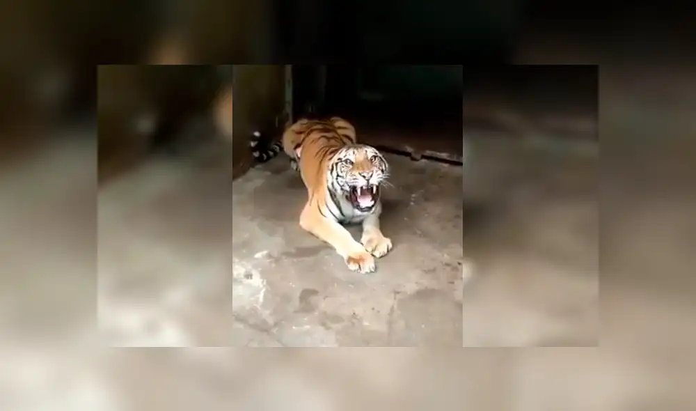 Turista hace enfurecer a enorme tigre que saca las garras para devorarlo. Turista hace enfurecer a enorme tigre que saca las garras para devorarlo.