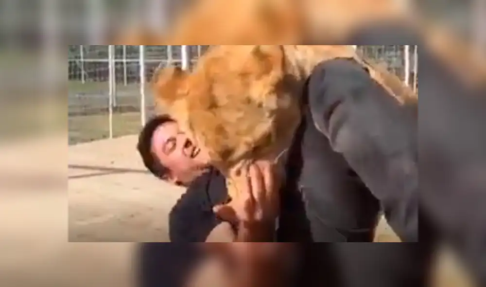 Facebook viral: visitante de zoológico arroja piedra a leona y ella reacciona así [VIDEO]