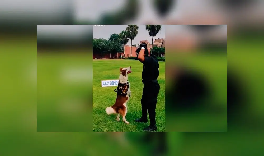 Desliza las imágenes para ver la divertida coreografía que hizo un perro policía con un oficial peruano. Foto: @policiaperu Desliza las imágenes para ver la divertida coreografía que hizo un perro policía con un oficial peruano. Foto: @policiaperu