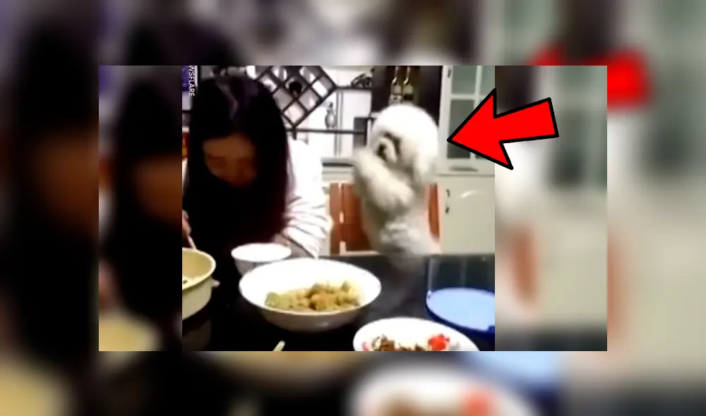 Vía Facebook. Perro poodle protagonizó una hilarante escena luego de ser ignorado por su dueña a quien molestaba insistentemente para que le dé comida Vía Facebook. Perro poodle protagonizó una hilarante escena luego de ser ignorado por su dueña a quien molestaba insistentemente para que le dé comida