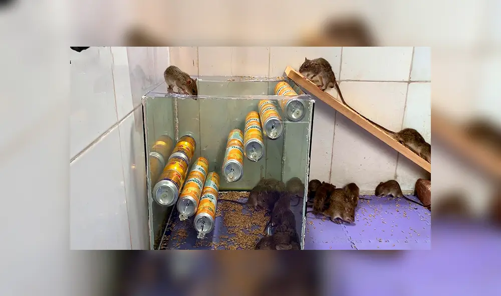 En YouTube, un chico sorprendió con un peculiar método para capturar ratones de una manera sencilla. En YouTube, un chico sorprendió con un peculiar método para capturar ratones de una manera sencilla.