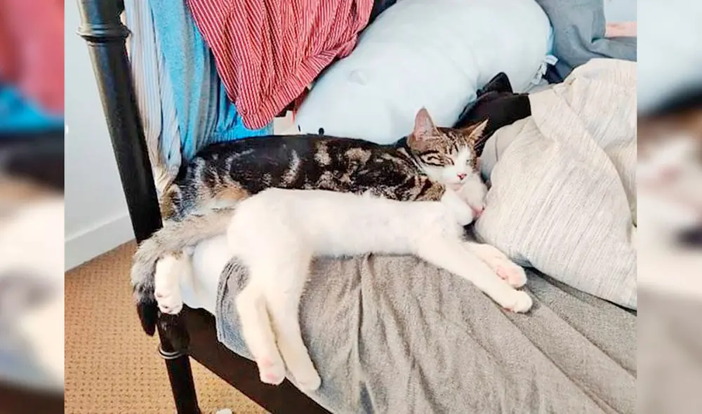 Desliza las imágenes hacia la izquierda para descubrir la travesura de un gato tras quedarse solo en casa. Foto: Douyin / xiaoaierniu Desliza las imágenes hacia la izquierda para descubrir la travesura de un gato tras quedarse solo en casa. Foto: Douyin / xiaoaierniu