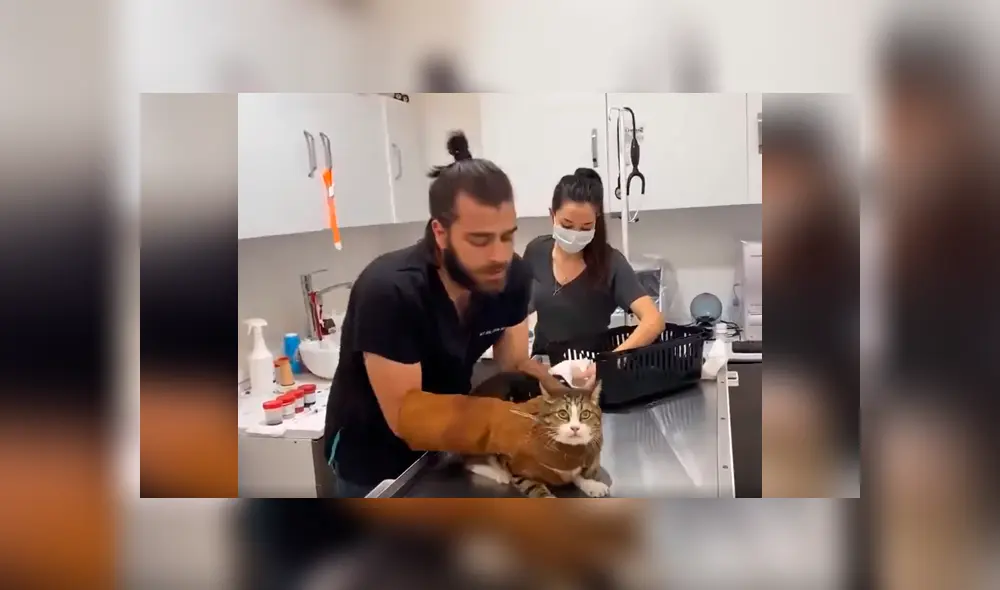 Desliza las imágenes para conocer el enfurecido comportamiento de un gato en su visita al veterinario. Foto: Captura. Desliza las imágenes para conocer el enfurecido comportamiento de un gato en su visita al veterinario. Foto: Captura.