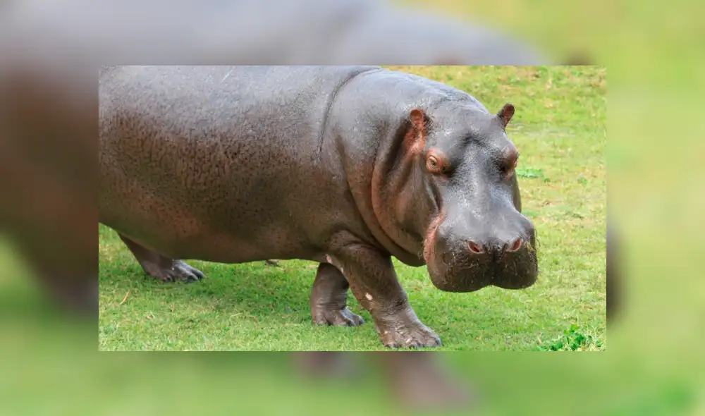 Parque de las Leyendas celebra cumpleaños de una hipopótamo, una otorongo y un tapir Parque de las Leyendas celebra cumpleaños de una hipopótamo, una otorongo y un tapir