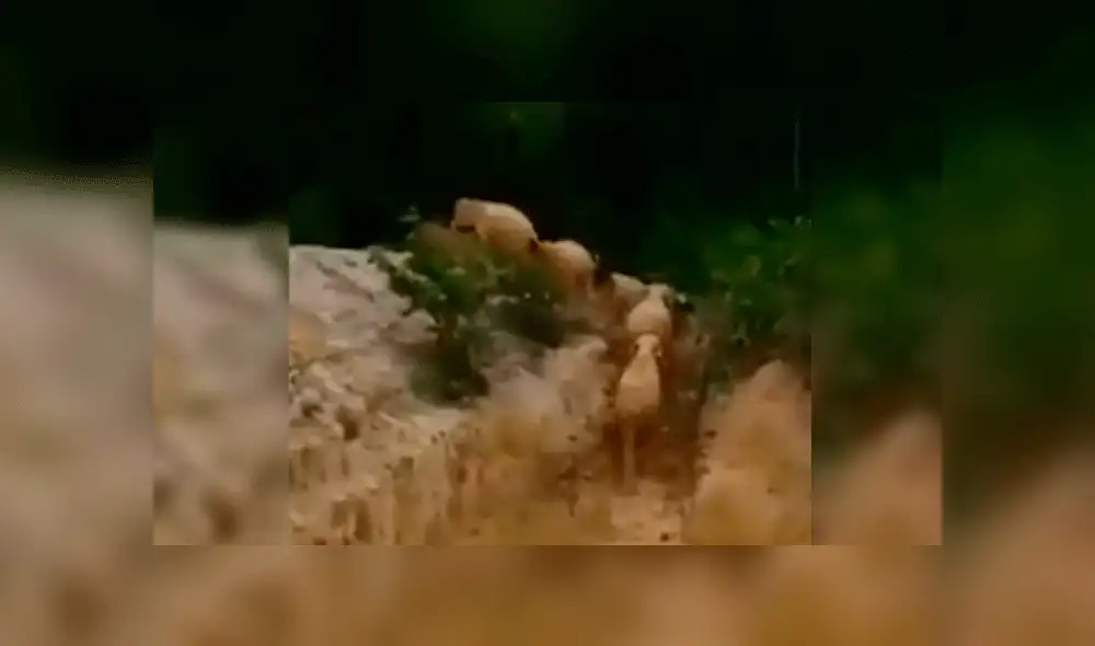 Rescatan a cinco elefantes atrapados en pozo de lodo [VIDEO]