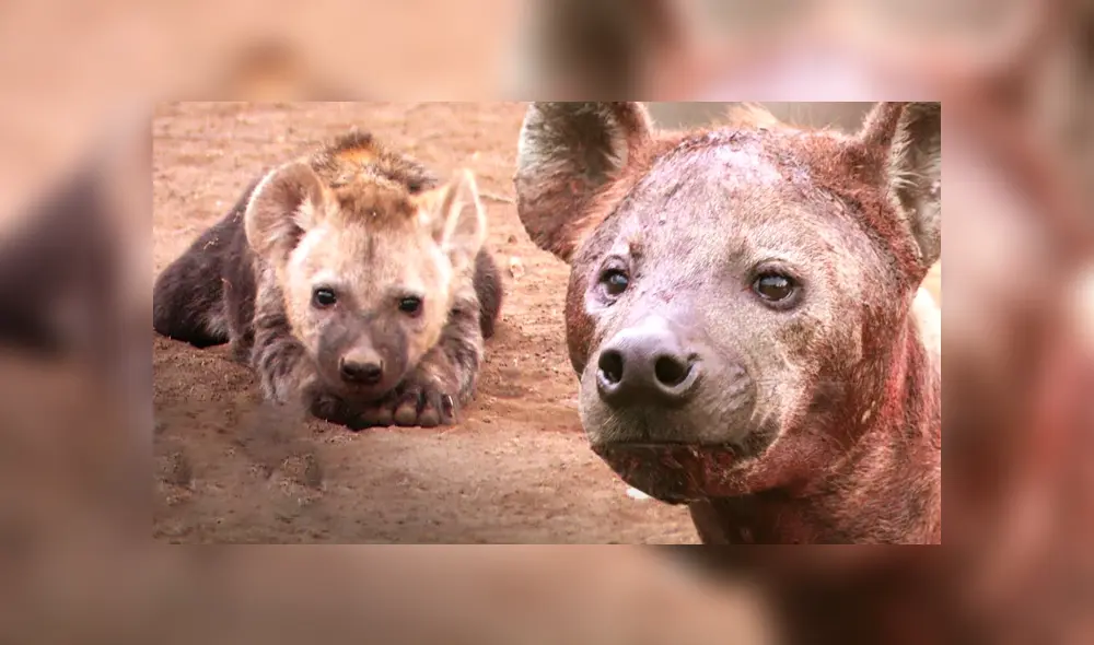 Desliza hacia la izquierda para ver la rápida acción de la hiena para devorar su presa. Video viral de YouTube. Desliza hacia la izquierda para ver la rápida acción de la hiena para devorar su presa. Video viral de YouTube.