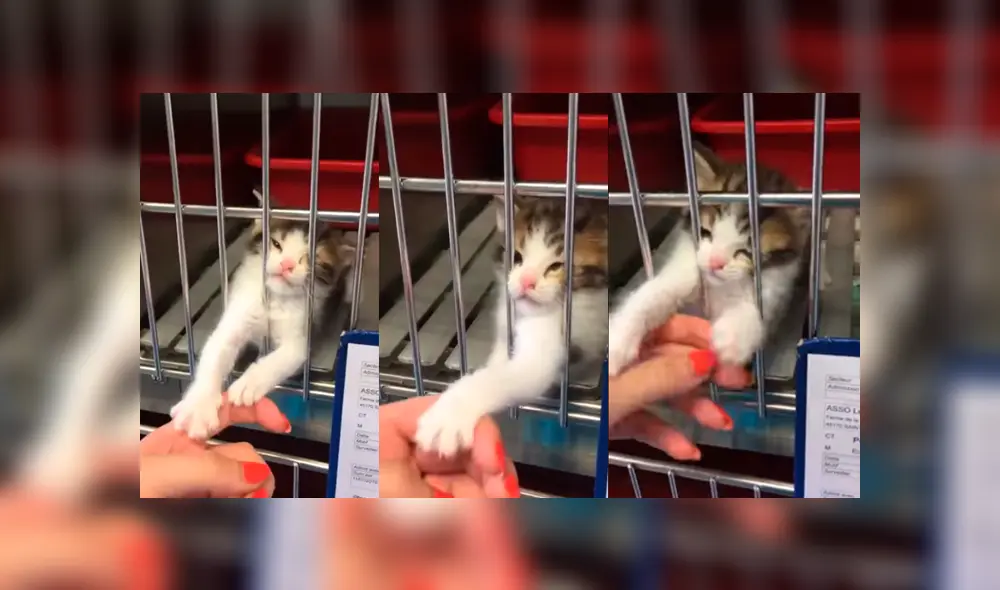 Facebook viral: gatito abandono suplica ser adoptado y familia toma radical decisión Facebook viral: gatito abandono suplica ser adoptado y familia toma radical decisión