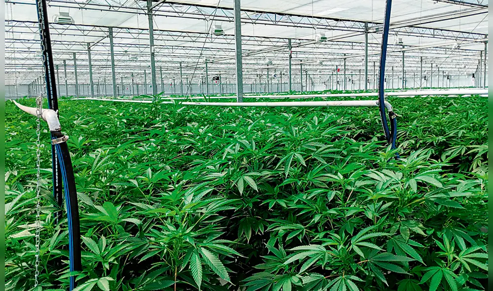 La Ley N° 30681 regula el uso medicinal y terapéutico del cannabis y sus derivados. (Foto: Difusión) La Ley N° 30681 regula el uso medicinal y terapéutico del cannabis y sus derivados. (Foto: Difusión)