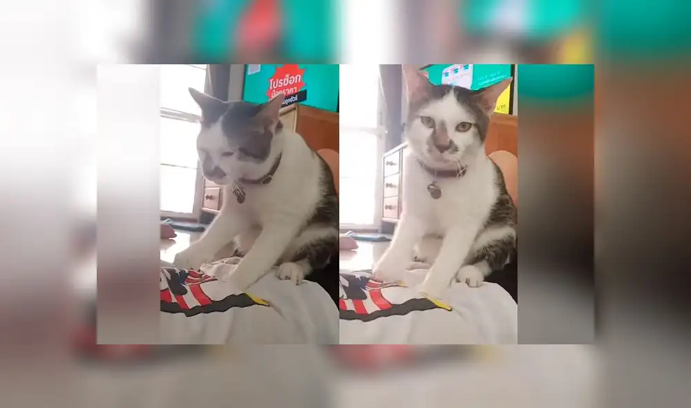 Desliza las imágenes para ver el tierno 'favor' que le hizo un gato a su dueña. Foto: Press Viral Desliza las imágenes para ver el tierno 'favor' que le hizo un gato a su dueña. Foto: Press Viral