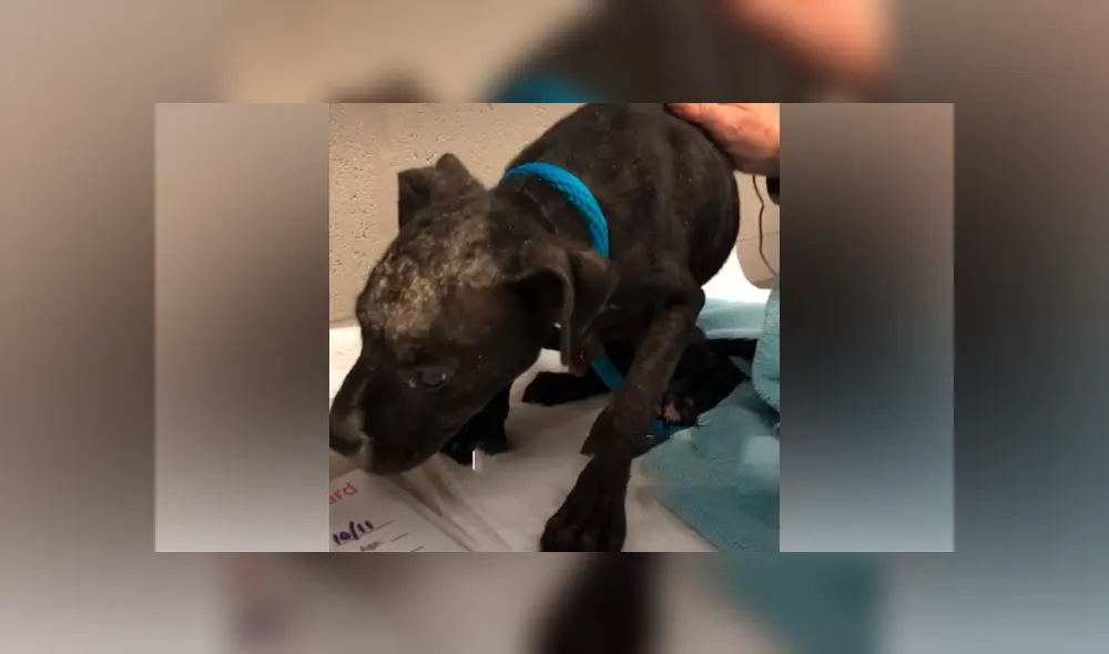 Desliza hacia la izquierda para ver el nuevo aspecto del perro callejero abandonado con sarna. Desliza hacia la izquierda para ver el nuevo aspecto del perro callejero abandonado con sarna.