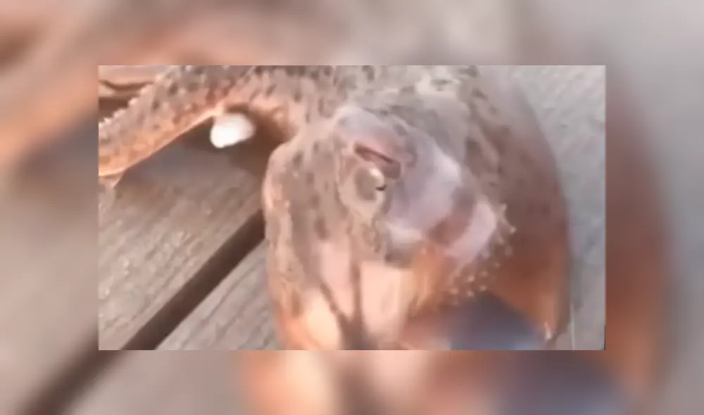 Desliza hacia la izquierda para ver el aspecto aterrador de la criatura que se viralizó en YouTube. Desliza hacia la izquierda para ver el aspecto aterrador de la criatura que se viralizó en YouTube.