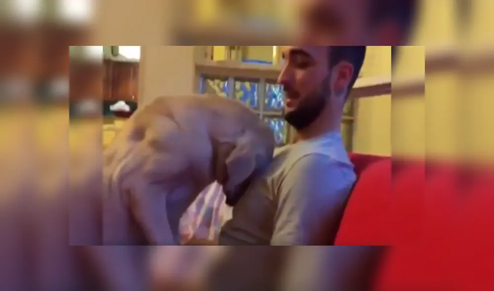 En Facebook, un perro se sintió terrible tras cometer una travesura en su casa y pidió perdón a su cuidador. En Facebook, un perro se sintió terrible tras cometer una travesura en su casa y pidió perdón a su cuidador.