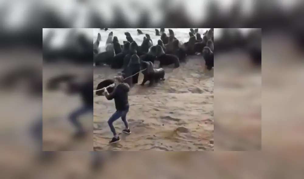 En YouTube, un joven acudió a una alejada playa y se percató del peligro que corría un indefenso lobo marino. En YouTube, un joven acudió a una alejada playa y se percató del peligro que corría un indefenso lobo marino.