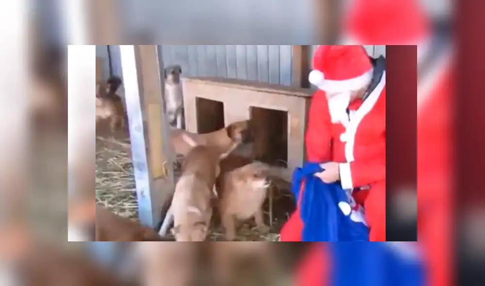 Facebook: Perros de albergue son sorprendidos por hombre disfrazado de Papá Noel