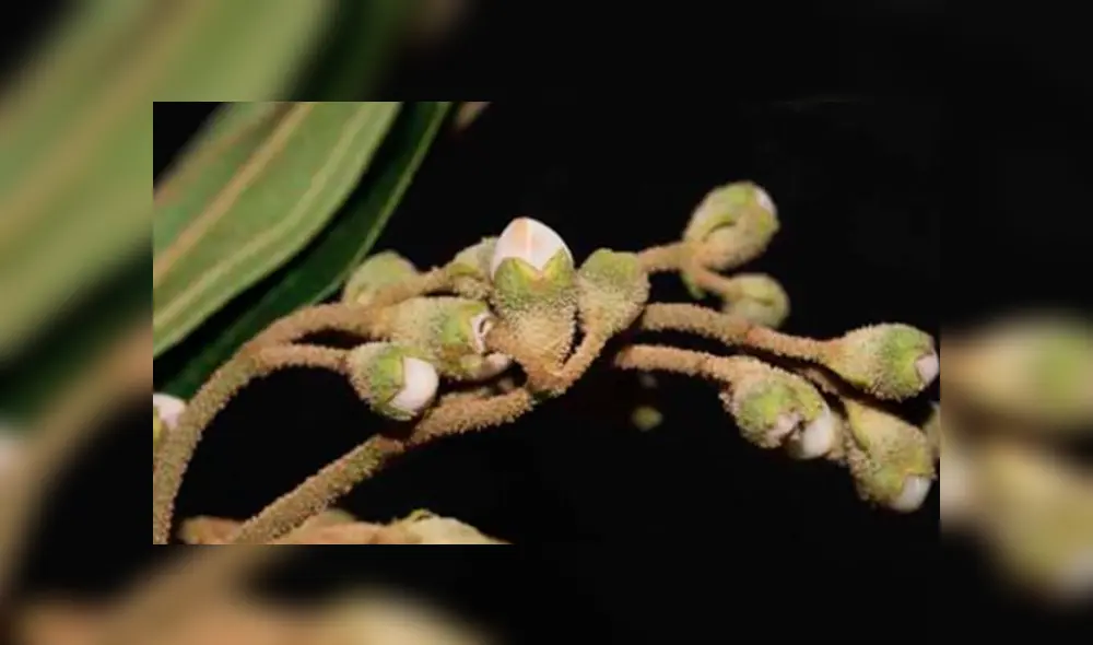 Descubren seis nuevas especies de plantas para la ciencia en parque nacional de Oxapampa [FOTOS]