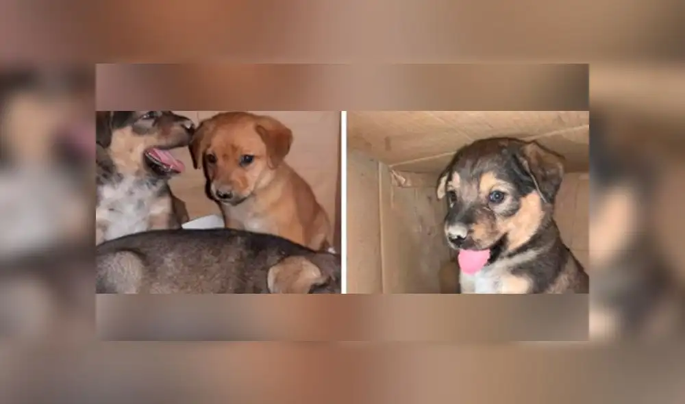 Piden ayuda para perritos abandonados en grifo. Créditos: Facebook.