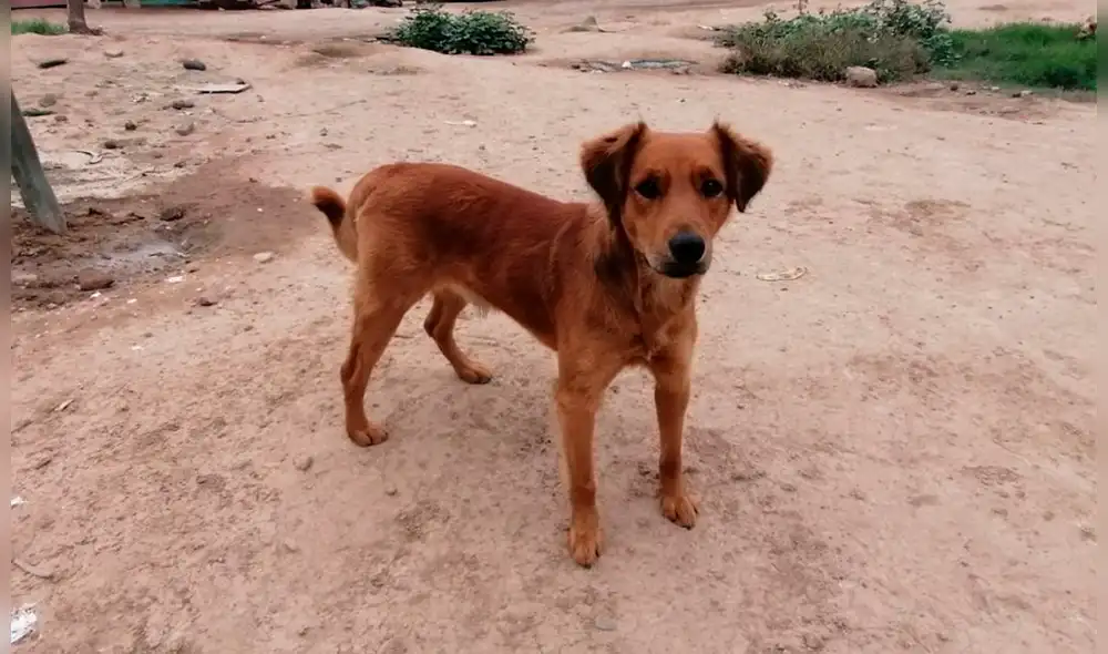 El municipio del distrito ha llegado a entablar un convenio con dos clínicas. (Foto: Municipalidad de Surco)