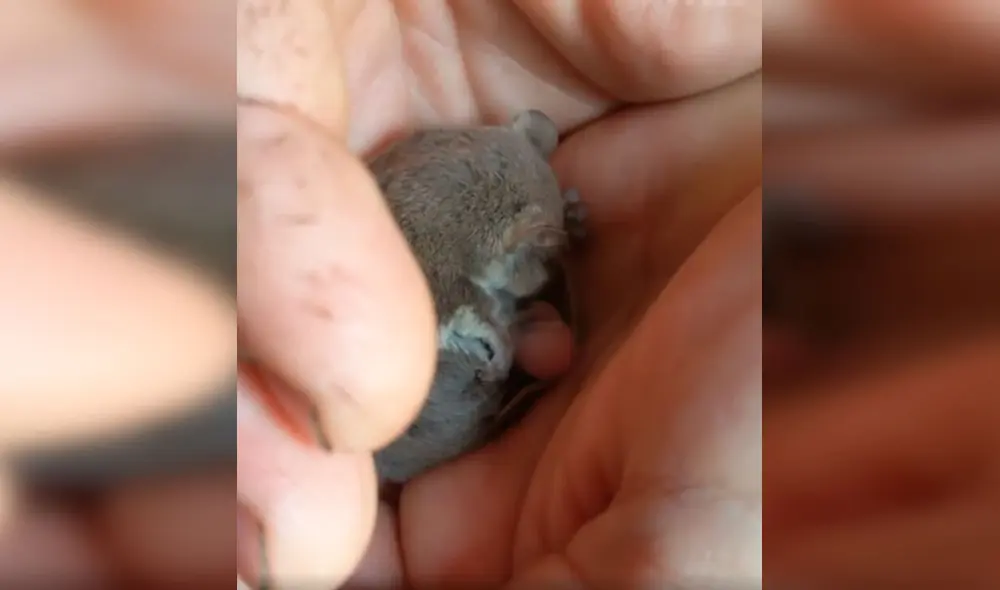 Desliza las imágenes para apreciar el momento en que una pósum pigmeo da luz a su cría en la mano de su rescatista. Foto: Captura de Facebook