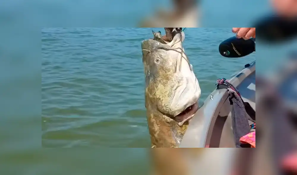 YouTube viral: gigantesco 'pez gato' aparece y encuentran increíble criatura en su interior [VIDEO]