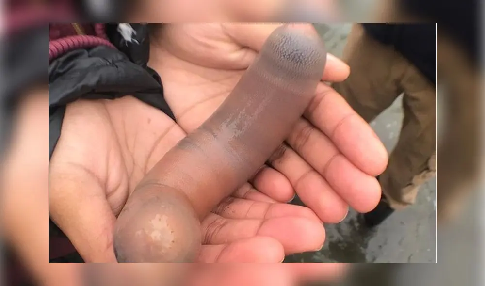 El ‘gusano gordo posadero’ considerado como un delicioso manjar vive en aguas pocos profundas de Japón, China y Corea. Foto: Difusión.