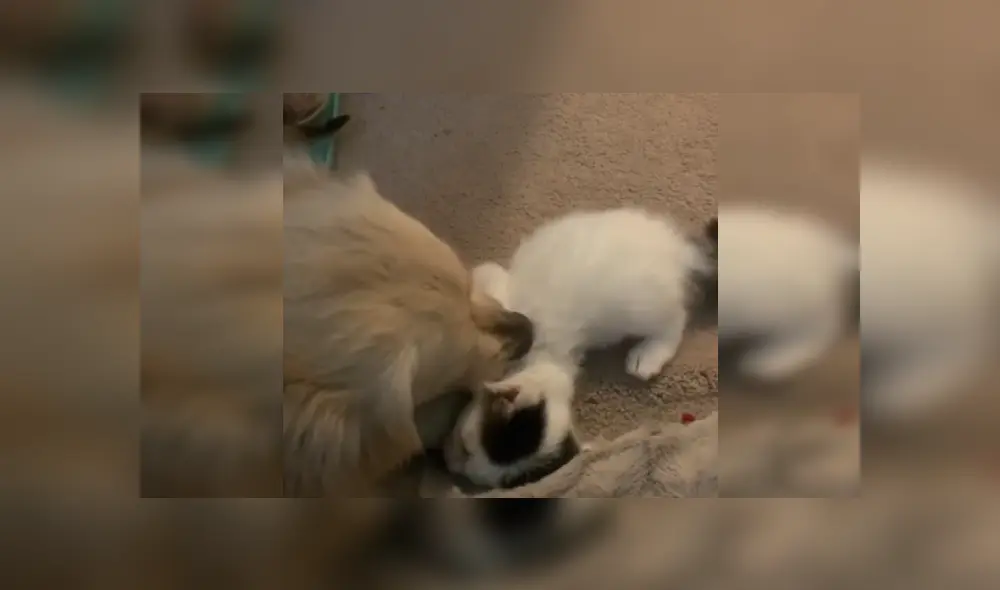 Desliza las imágenes para ver más detalles de esta tierna escena que es viral en Facebook.