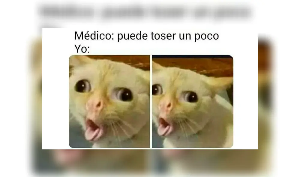 Los memes por el Día Internacional del Gato. Los memes por el Día Internacional del Gato.