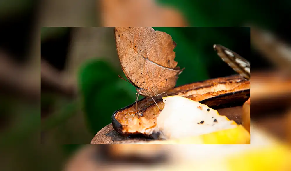 Vía Facebook: intentó levantar una hoja seca, pero era una misteriosa criatura [VIDEO]