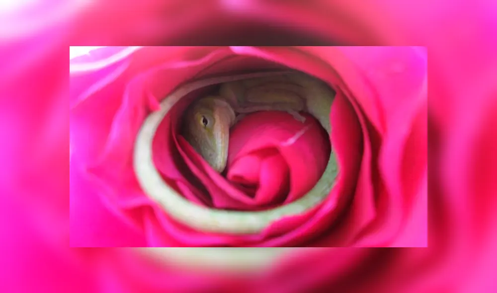 Desliza para ver los detalles de esta historia que se viralizó en Facebook. Foto: Captura.