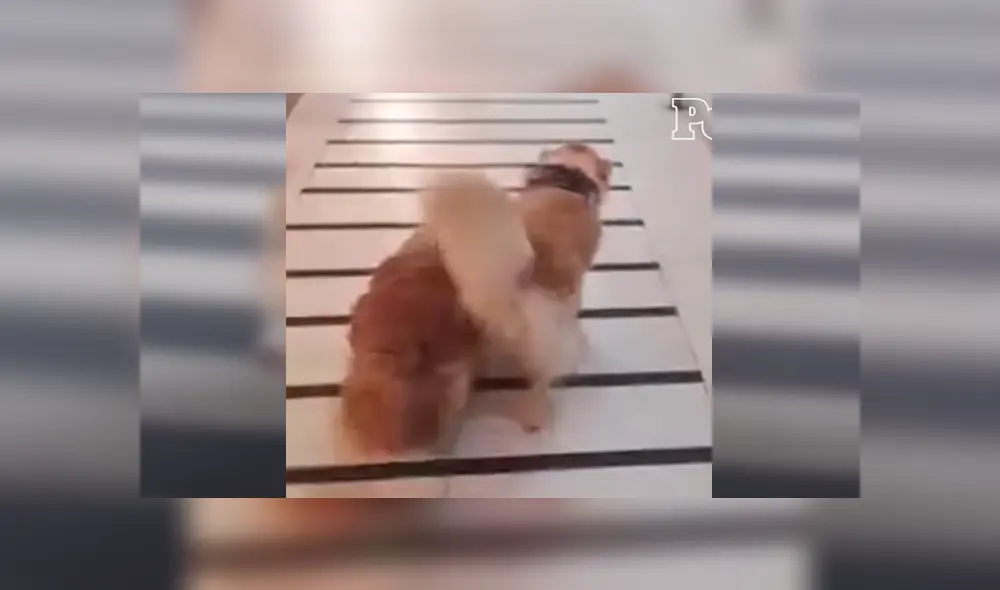 En Facebook, un perro lazarillo ayudó a su compañero ciego y se mantuvo a su lado cuando dieron una caminata. En Facebook, un perro lazarillo ayudó a su compañero ciego y se mantuvo a su lado cuando dieron una caminata.