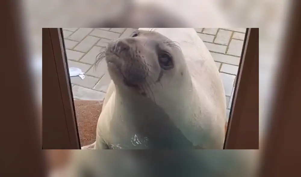 Desliza la imagen de YouTube para verlas todas. Desliza la imagen de YouTube para verlas todas.