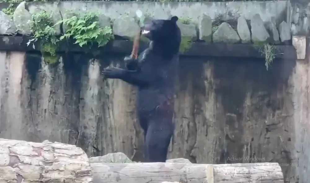 El oso es parte de una actividad de entretenimiento en zoológico japonés de Yagiyama, en la ciudad de Sendai. Foto: Facebook/Clarín El oso es parte de una actividad de entretenimiento en zoológico japonés de Yagiyama, en la ciudad de Sendai. Foto: Facebook/Clarín