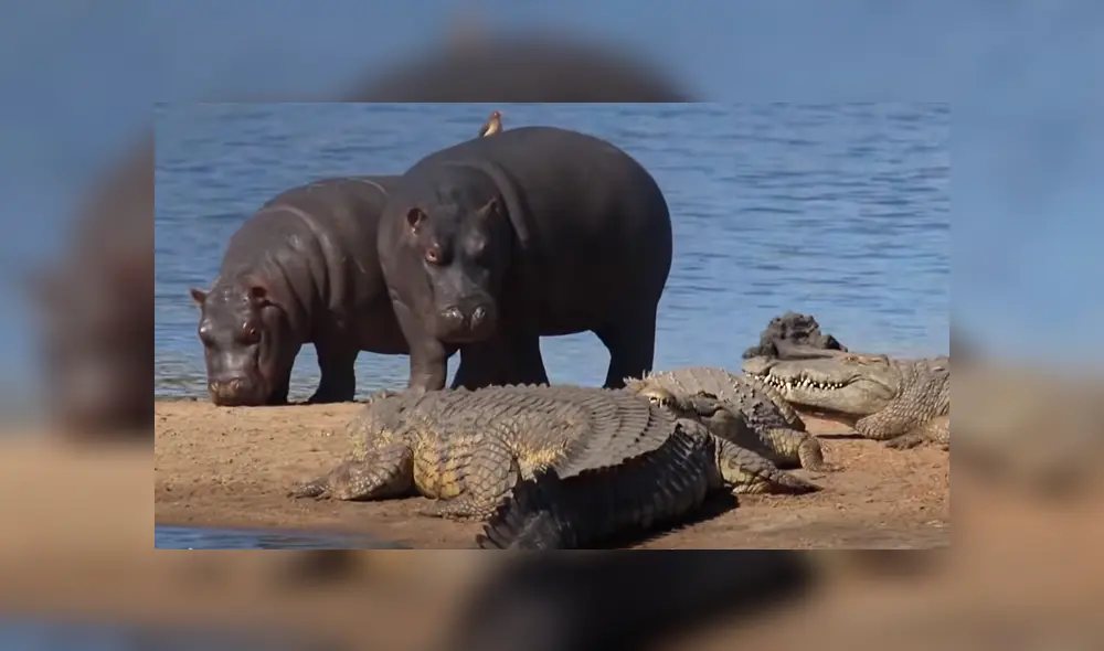 Mira la secuencia de las imágenes difundidas en Facebook y YouTube. Foto: Kruger National Park