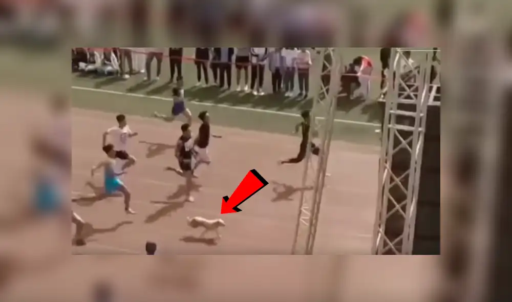 Youtube viral: Atletas quedan en ridículo por perro callejero que se coló en competencia [VIDEO]