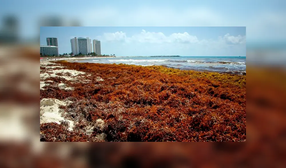 ¿Cómo afecta el sargazo al medio ambiente y en qué beneficia a los pescadores peruanos?