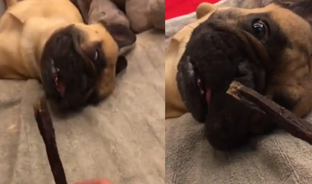 Desliza las imágenes para ver más detalles  sobre esta graciosa escena en la que un perrito no se resiste al olor de su golosina favorita. Foto: captura de YouTube