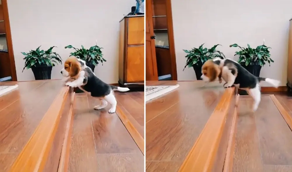 Desliza las imágenes para ver más detalles sobre la tierna conducta de este cachorro que aprende a subir las escaleras. Foto: captura de TikTok Desliza las imágenes para ver más detalles sobre la tierna conducta de este cachorro que aprende a subir las escaleras. Foto: captura de TikTok