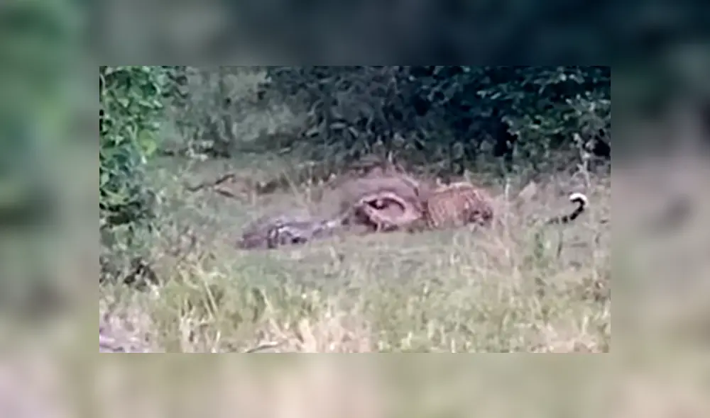 El leopardo atacó la cabeza del reptil mientras este intentaba rodearlo con su cuerpo. Foto: captura. El leopardo atacó la cabeza del reptil mientras este intentaba rodearlo con su cuerpo. Foto: captura.