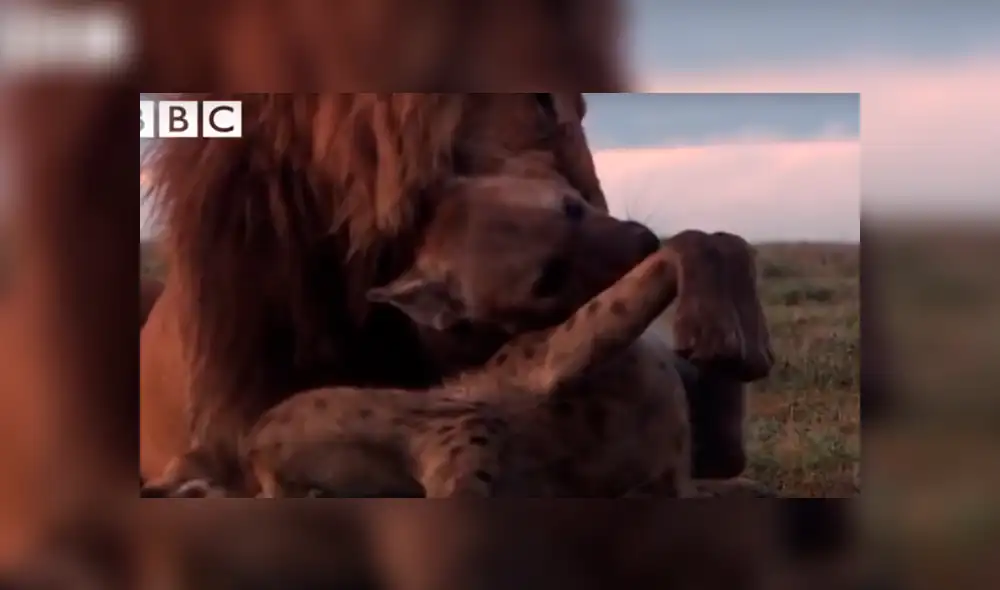 YouTube: Una hiena encontró la muerte al ingresar por error a un campo de leones [VIDEO]
