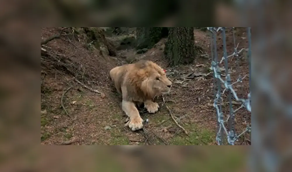 El video viral de Facebook registró el momento en que un grupo de expertos en la caza luchan para atrapar a un feroz león. El video viral de Facebook registró el momento en que un grupo de expertos en la caza luchan para atrapar a un feroz león.