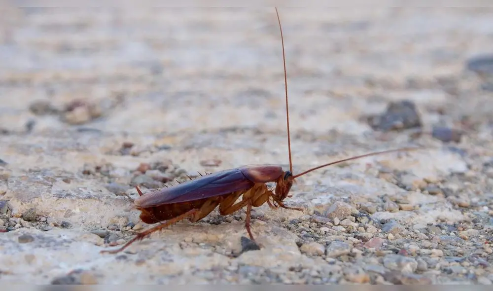 Investigadores de la Universidad de California, Berekely, han desarrollado un pequeño robot que mide solo 3 cm. Foto: Captura. Investigadores de la Universidad de California, Berekely, han desarrollado un pequeño robot que mide solo 3 cm. Foto: Captura.