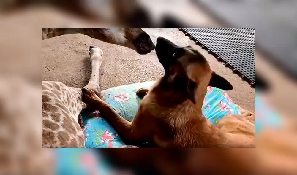 Amigos de diferentes especies