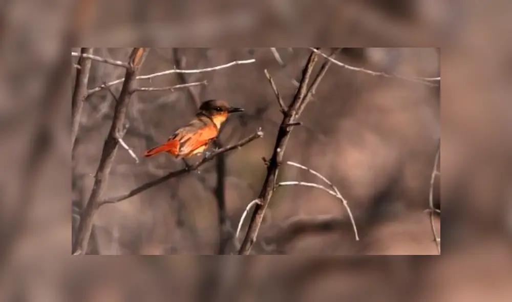 Eligen a Perú como el mejor destino del mundo para la observación de aves Eligen a Perú como el mejor destino del mundo para la observación de aves