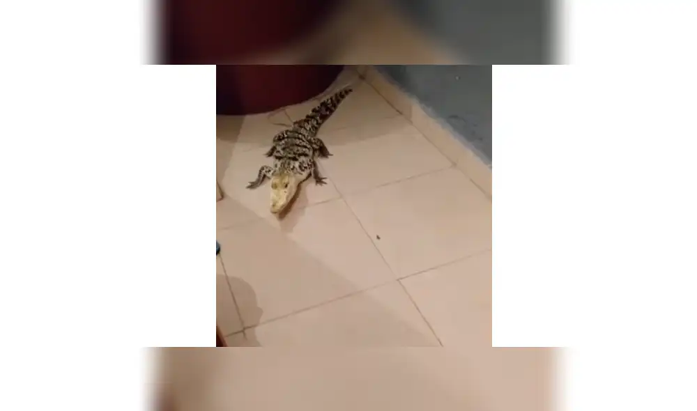 Hombre adiestra a cocodrilo y lo convierte en una obediente mascota, hecho que sorprendió a miles de YouTube. Hombre adiestra a cocodrilo y lo convierte en una obediente mascota, hecho que sorprendió a miles de YouTube.