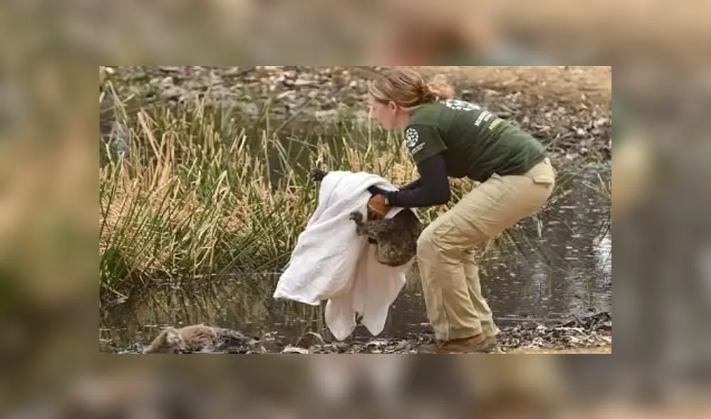 A través de Facebook se hizo viral la historia de este koala, el cual no quiso separarse de su compañero sin vida.