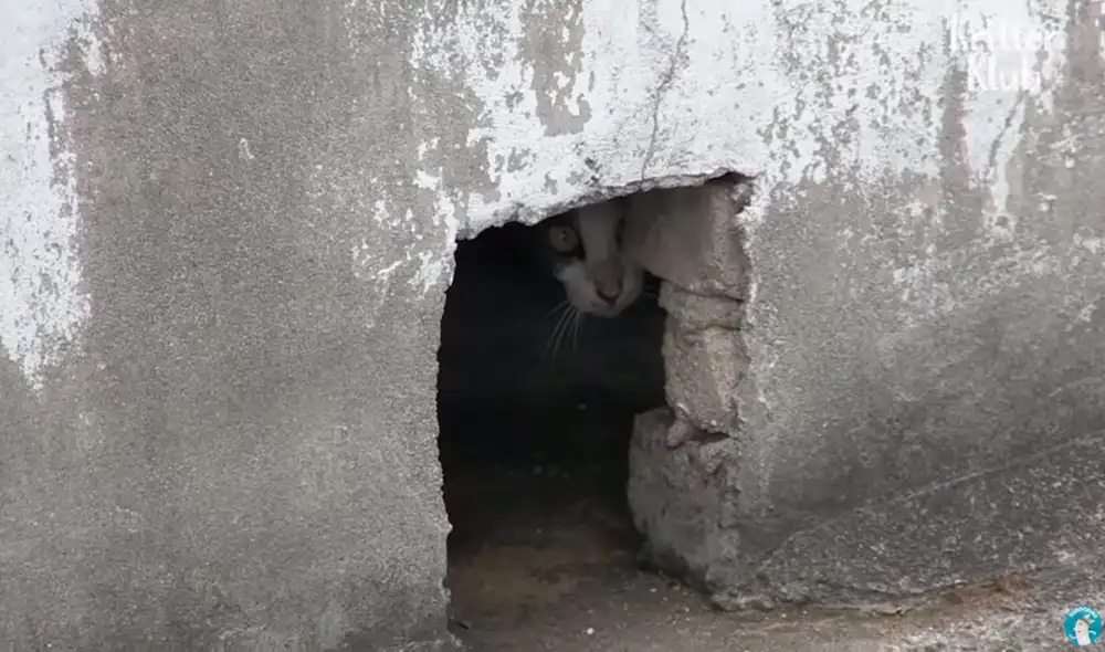 Desliza las imágenes para ver el abnegado amor de una madre gata por su cría con parálisis. Foto: captura de YouTube